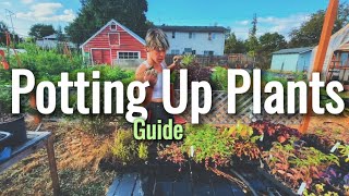 How to Pot Up Plants A StepbyStep Guide for Thriving Gardens [upl. by Gilmer]