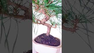 15 year old Japanese Black Pine Pinus thunbergii Bonsai Tree [upl. by Shannon44]