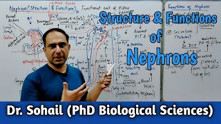 Nephrons Structure amp Functions  MDCAT Biology  NEET Biology  12th Biology [upl. by Kinzer]