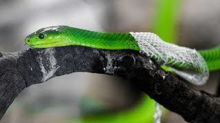 Amazing Footage Of Snake Shedding Its Skin [upl. by Kathie]