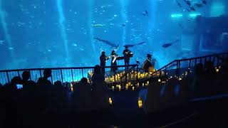 Candlelight  Film Scores at SEA Aquarium [upl. by Normie963]