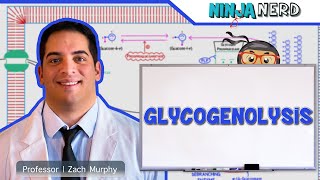 Metabolism  Glycogenolysis [upl. by Onitram]