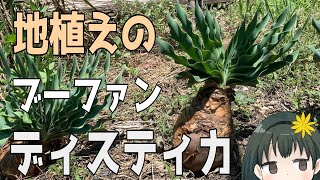 地植えのブーファン・ディスティカを移植する回 [upl. by Corinne]