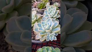 Echeveria fantomesuculentafacilcultivo💚💚 [upl. by Akilegna]