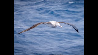 Wandering Albatross Flock to Marion 2022 Supporting the Mouse Free Marion Project [upl. by Akcinat]