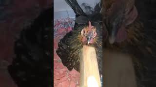 Very angry hen pecks on me rooster [upl. by Engapmahc]