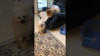 Pomeranians HILARIOUS Barking Compilation [upl. by Hilaire]