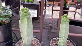 Pachycereus Schottii Monstrosus “Totem Pole cactus” [upl. by Accire]