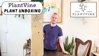 Large Floor Plant Unboxing  PlantVine [upl. by Ellegna765]