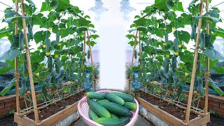 New idea  grow cucumbers at home for many fruits [upl. by Kotto964]