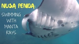 Snorkeling with 5 Meter Manta Rays amp trash in Bali [upl. by Bale215]