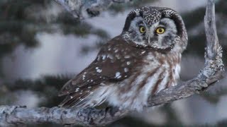 Boreal Owl Hunting in Daylight [upl. by Nedda474]