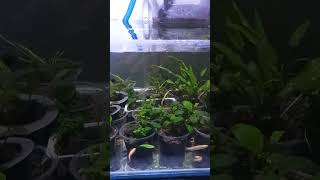 Cryptocoryne greend nya mengahamaasmr [upl. by Fidellas54]