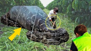 Lavoratori trovano un SERPENTE GIGANTE Non crederai a cosa cera DENTRO Mai visto prima [upl. by Labinnah]