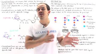 Glycosyltransferases and ABO Blood Groups [upl. by Ecnaled]