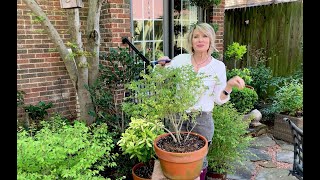 Relaxing Meditative Pruning a Sunshine Ligustrum from Southern Living [upl. by Crabb515]