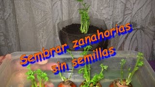 Como sembrar zanahorias sin semillas 2º parte [upl. by Lennon514]