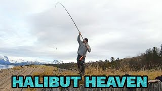 Shore fishing for halibut in arctic Norway [upl. by Eeralih350]