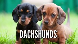 Dachshund Puppies for Sale Liver and Black Coats Healthy Dachshund Pups from Boskys Kennel [upl. by Briant]