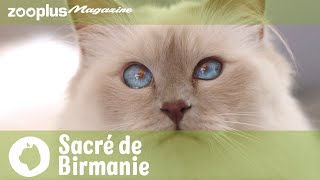 Portrait du Sacré de Birmanie  caractère mode de vie amp soins  Magazine zooplus [upl. by Buttaro]