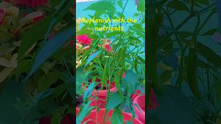 Green chilli plant gardening shorts greenchilli pachimirchi [upl. by Mateusz]