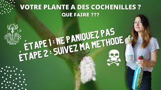 Votre plante a des cochenilles  Que faire  Facile suivez ma méthode [upl. by Aicilyt]