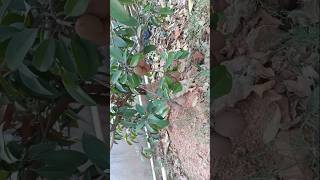 Sapodilla plant shorts gardening chiku sapodilla viral greenery [upl. by Vassaux]