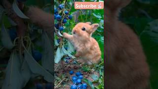 Fluffy bunny eating blueberry bunnybaby babybunny bunny bunnyeating subscribe [upl. by Remsen551]