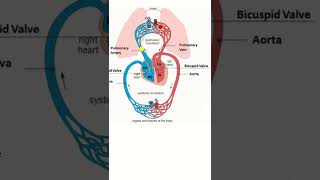 Systemic circulation [upl. by Cynth]