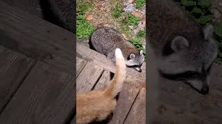 Chunky racoon came up to the porch to get the cat food racoons wildanimals cat wildlife [upl. by Spillihp]