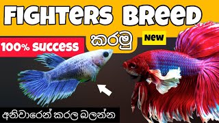 බෙටා මාළු අභිජනනය කරන්න නියම ක්‍රමය how to breed fighter fish [upl. by Sirraj280]