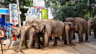 Pinnawala Elephant Orphanage  Sri Lanka 4K [upl. by Ainaled]