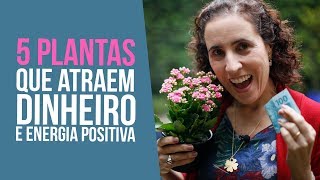 5 Plantas que Atraem Dinheiro e Energia Positiva  Nô Figueiredo [upl. by Urbannai]