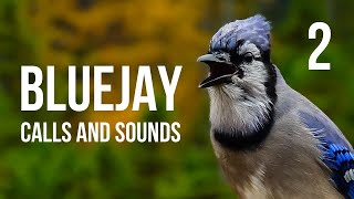 Blue Jay calls and sounds Part 2 [upl. by Aneej]