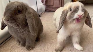 Mini Lop Rabbits  Holland Mini Lop Bunnies Playing [upl. by Borras]