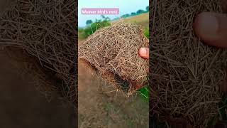 Weaver birds Nest  shortsvideo ytshorts birdslover [upl. by Netsriik]