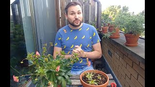 Did any Roots Form Lewisia Cotyledon Propagation Update [upl. by Ydnew]