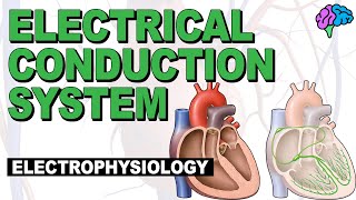 Cardiac myocyte Action potential شرح بالعربي [upl. by Akemak]