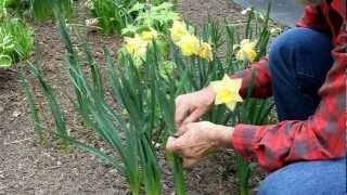 Tying daffodils [upl. by Jackson]