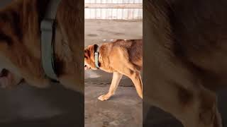 Willson The Dog so strong and Good fighter viralvideo [upl. by Samp]