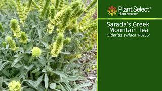 Saradas Greek Mountain Tea From Sensory Gardens to Garden Borders [upl. by Hakilam146]