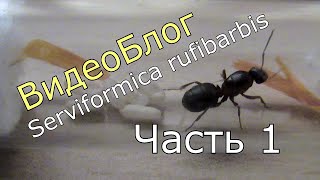 ВидеоБлог Serviformica rufibarbis часть 1 Первые коконы [upl. by Londoner]