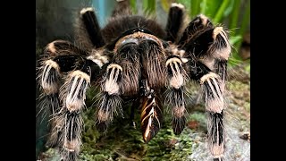 Acanthoscuria geniculata The Brazilian Giant White Knee pairing [upl. by Flodur]