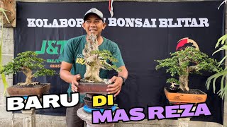 Review Harga Bonsai Super Murah Di Mas Reza Kempas Kempis [upl. by Emsoc]