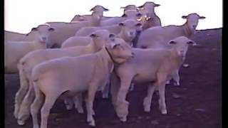 05 Around the House and Barns at Cunningham Sheep Ranch 1996 [upl. by Namlaz]