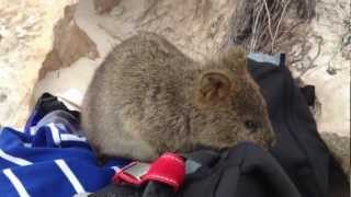 Cute Little Quokkas on Rottnest Island in Western Australia [upl. by Townshend]