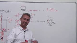 Immunology Lecture 1 Part 4 [upl. by Lohrman]