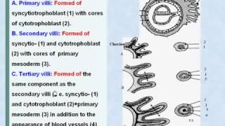 30 General Embryology Chorionic Villi [upl. by Indihar42]