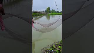 Incredible Fishing By Net In Rainy Water fishing shorts Asian Country Fishing shorts india [upl. by Sabas]