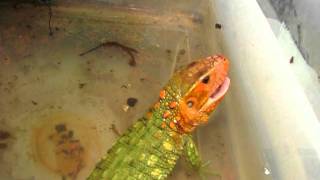 Caiman Lizard gets life snails [upl. by Adalie]